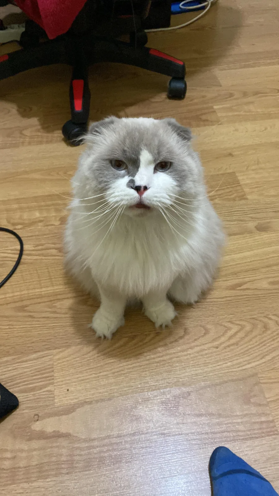 Kayıp Kedi — Pamuk (Nilüfer, Bursa) — 5. fotoğraf