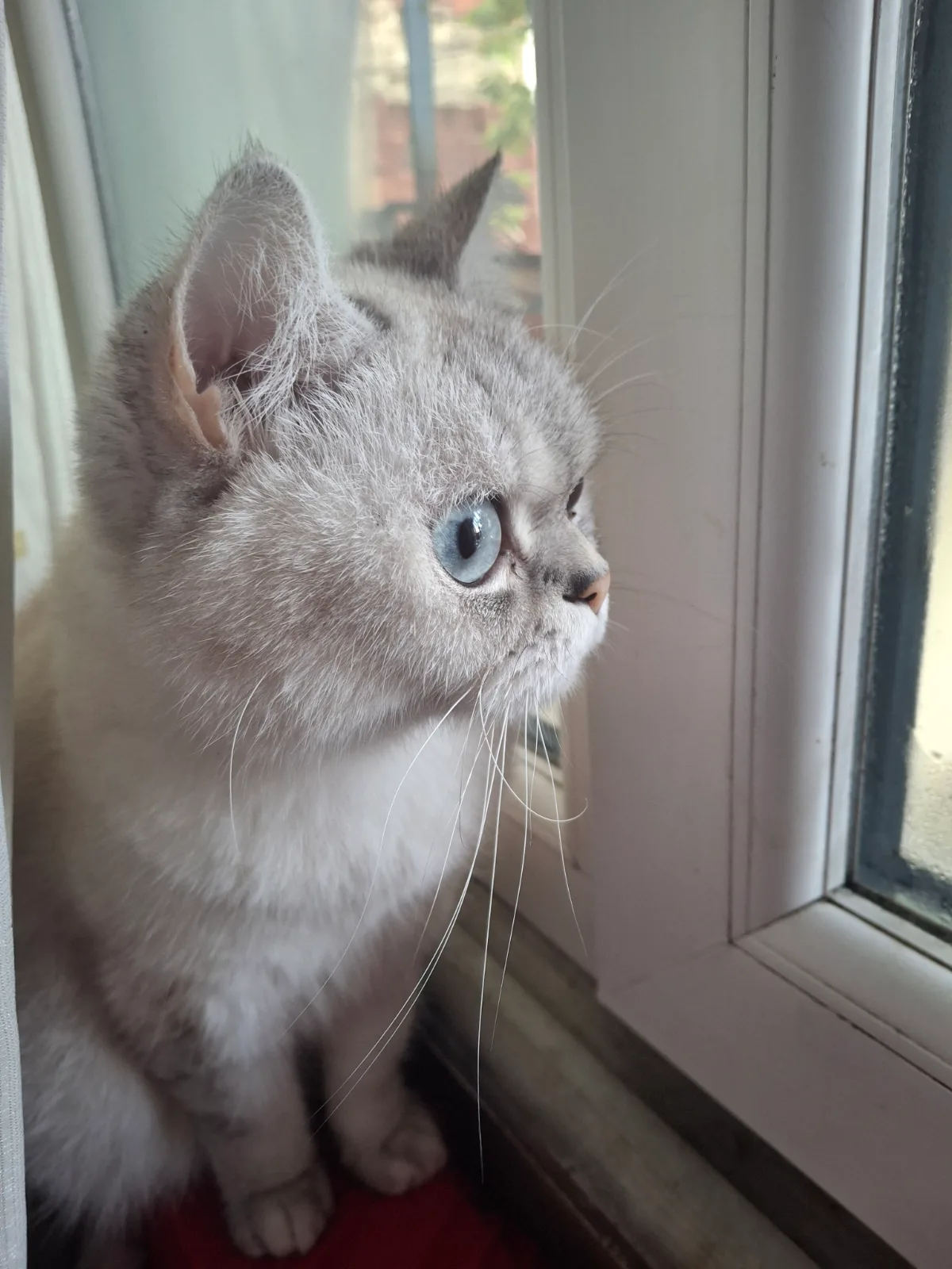 Sancaktepe'de kedi bulundu — sahibi aranıyor (İstanbul)