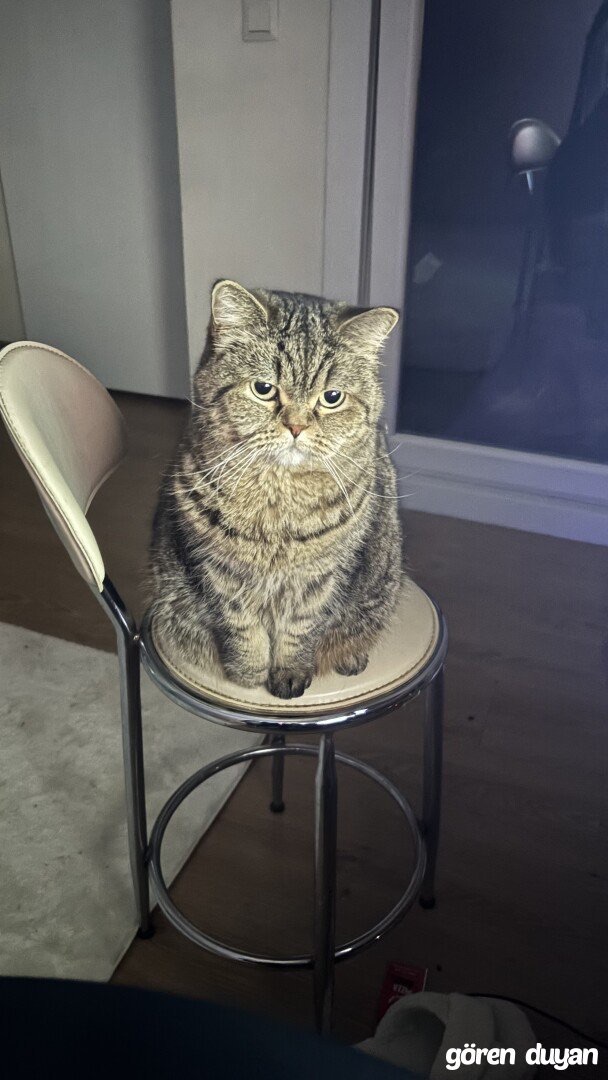 Kayıp Kedi — Şapşik (Büyükçekmece, İstanbul) — 2. fotoğraf
