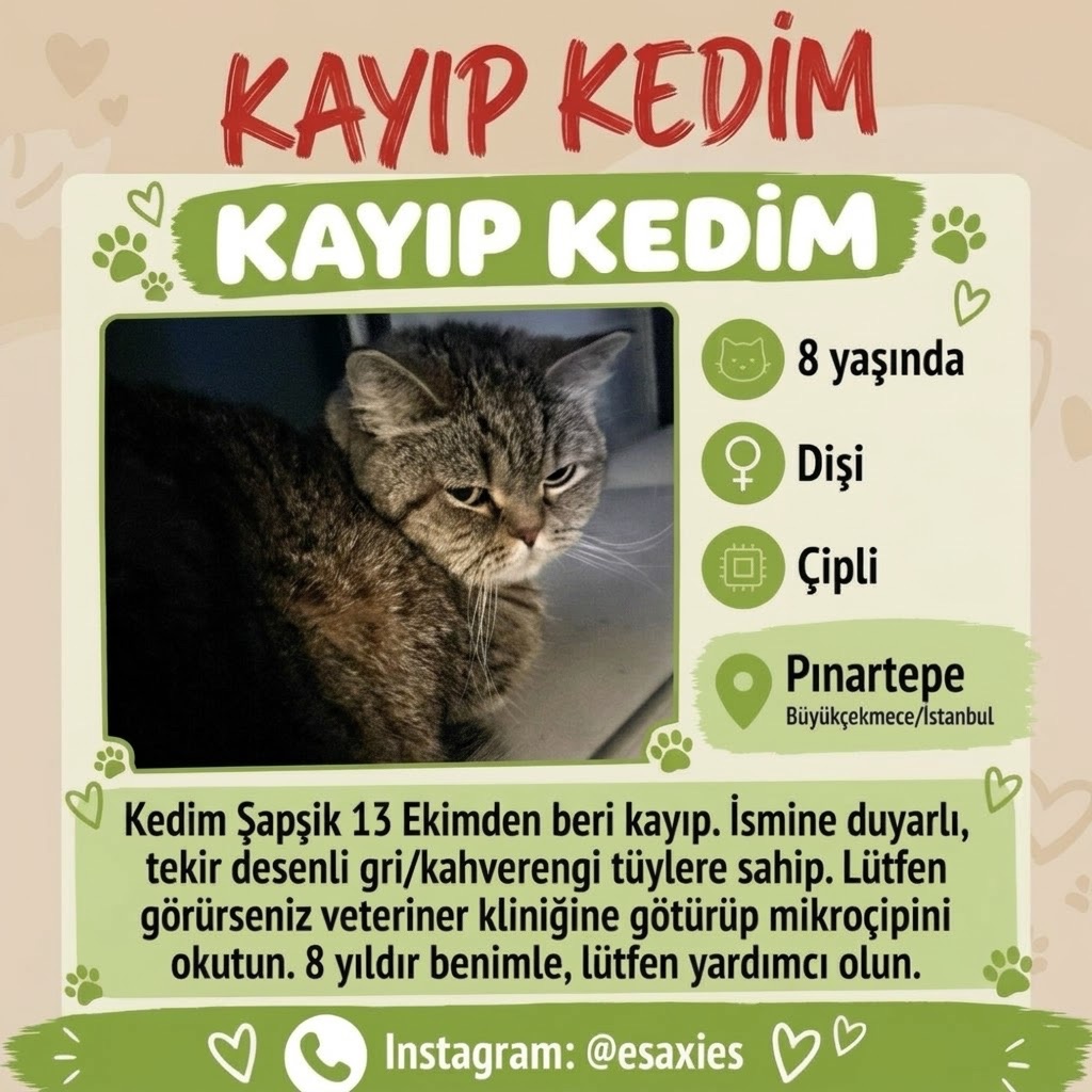 Kayıp Kedi — Şapşik (Büyükçekmece, İstanbul) — 1. fotoğraf