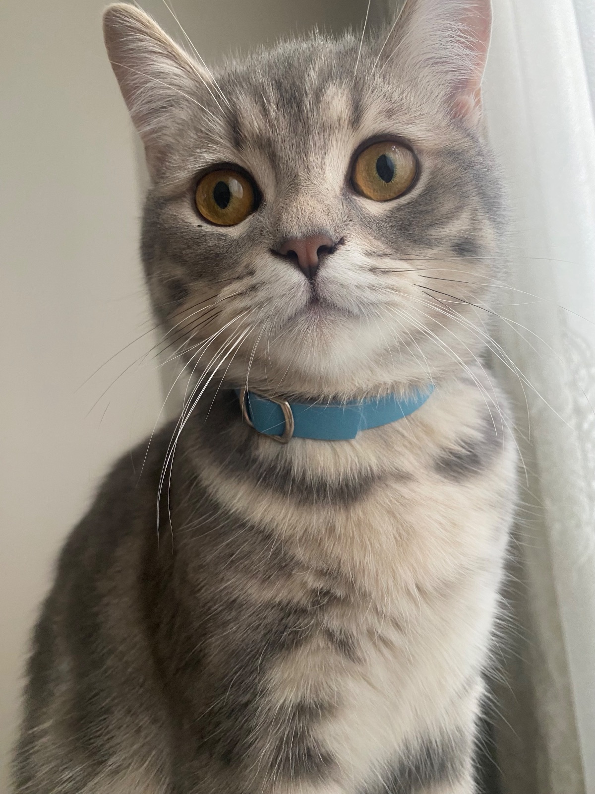 Kayıp Kedi — Duman (Küçükçekmece, İstanbul) — 2. fotoğraf