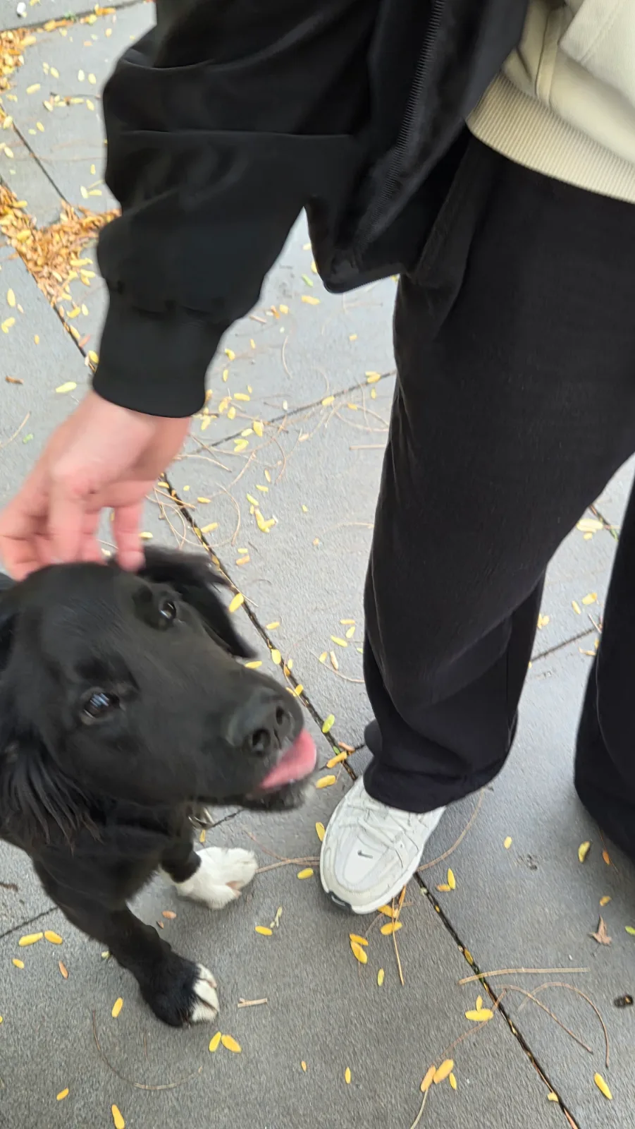 Kartal'de köpek bulundu — sahibi aranıyor (İstanbul) — 3. fotoğraf