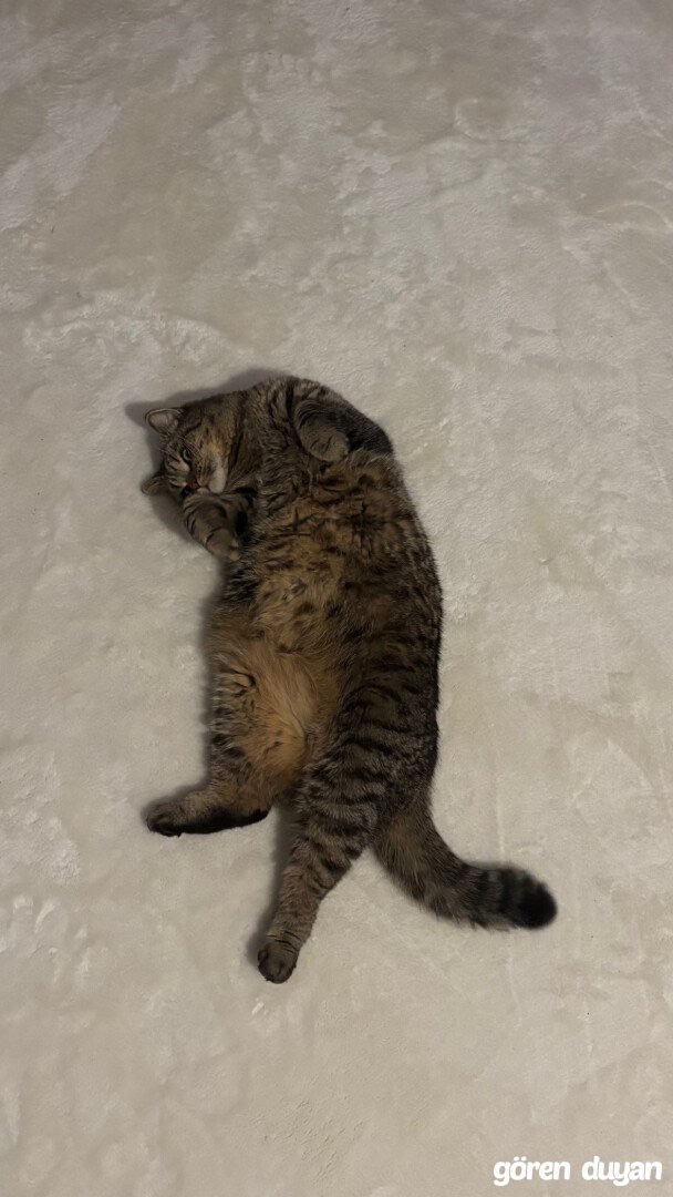 Kayıp Kedi — Şapşik (Büyükçekmece, İstanbul) — 4. fotoğraf