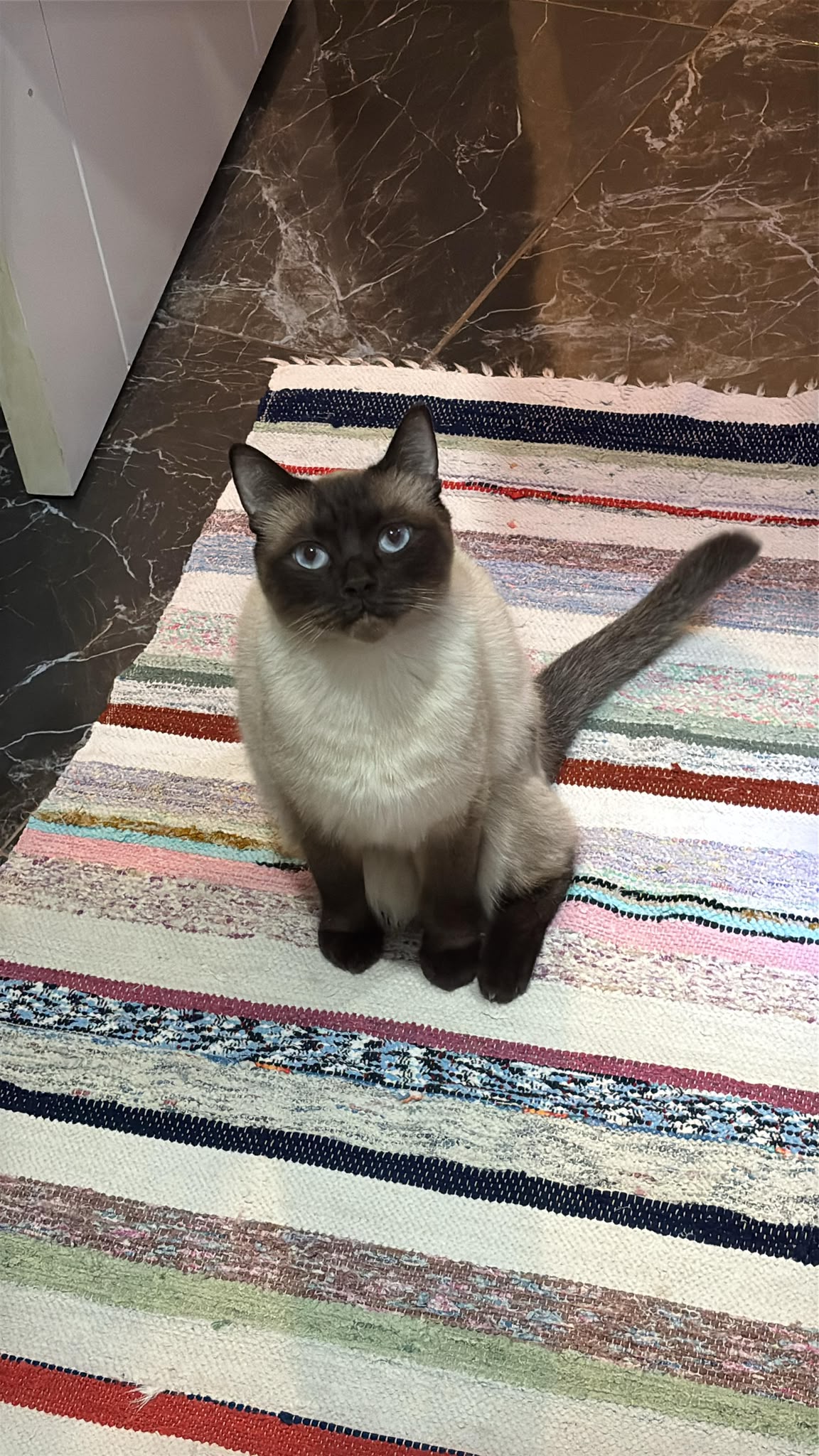 Kayıp Kedi — Paşa (Küçükçekmece, İstanbul)