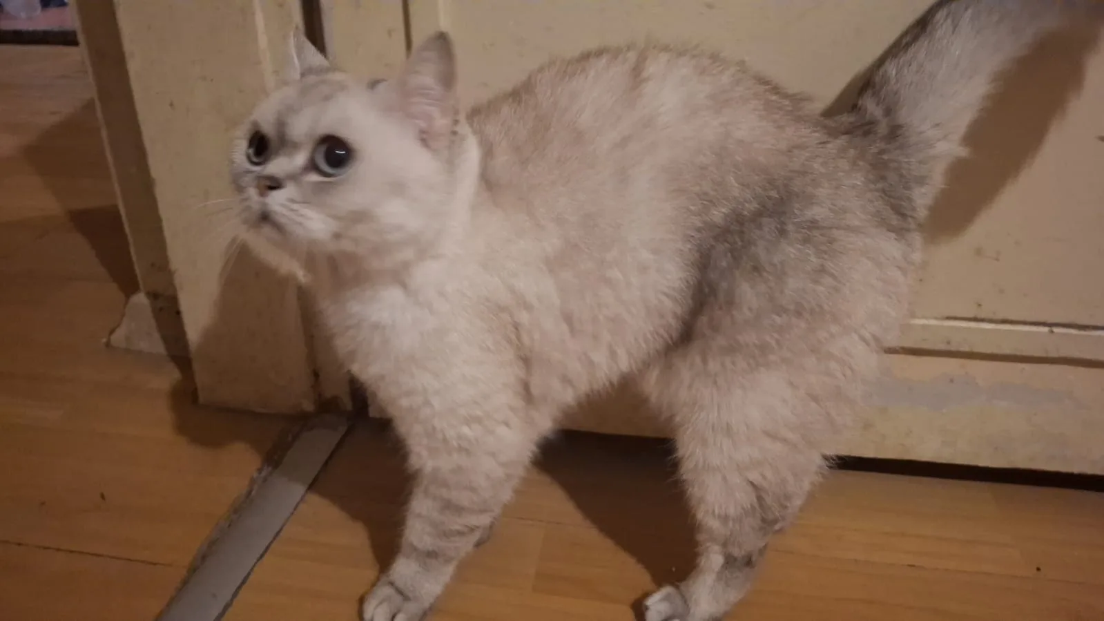 Sancaktepe'de kedi bulundu — sahibi aranıyor (İstanbul) — 5. fotoğraf
