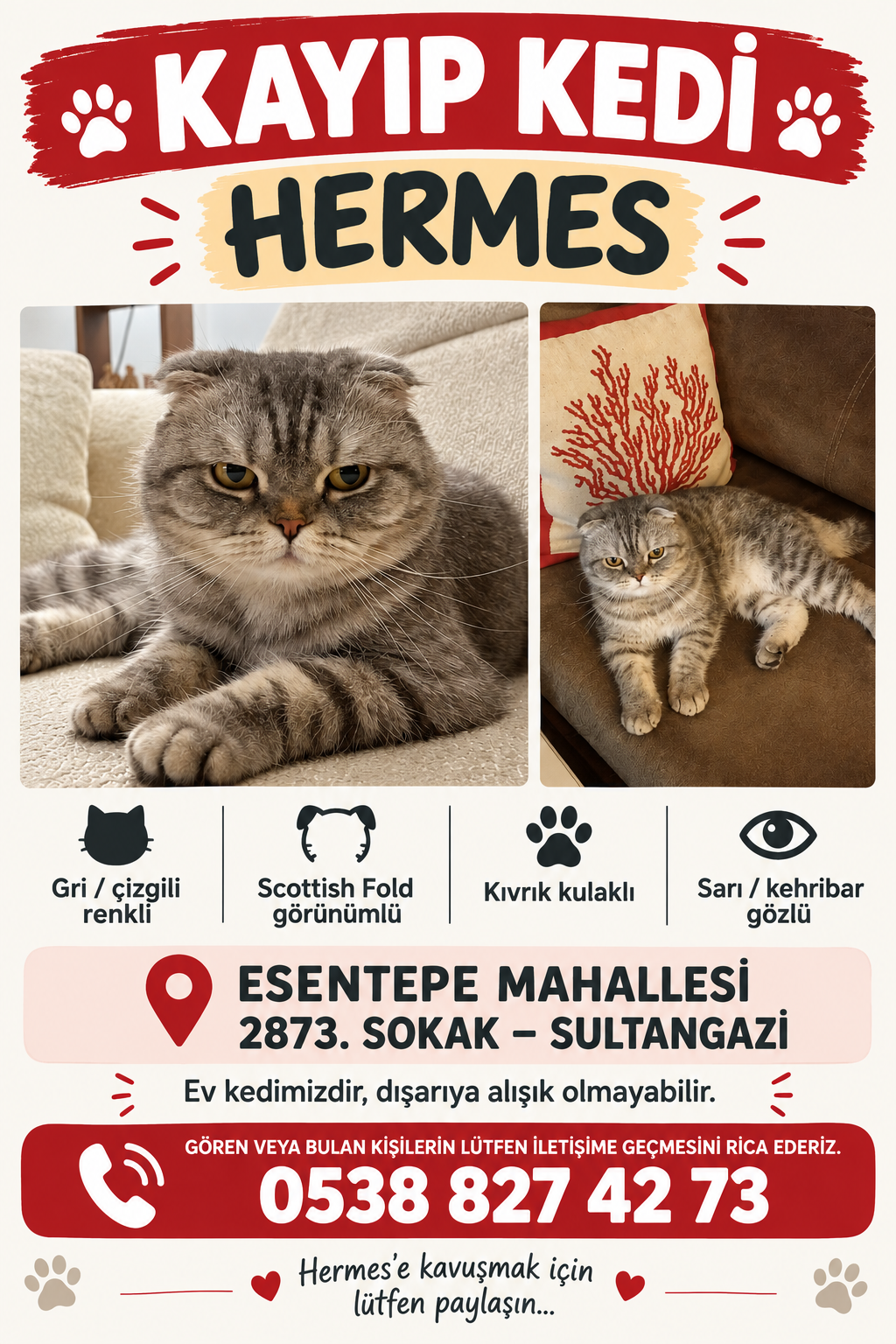 Kayıp Kedi — Hermes (Sultangazi, İstanbul)