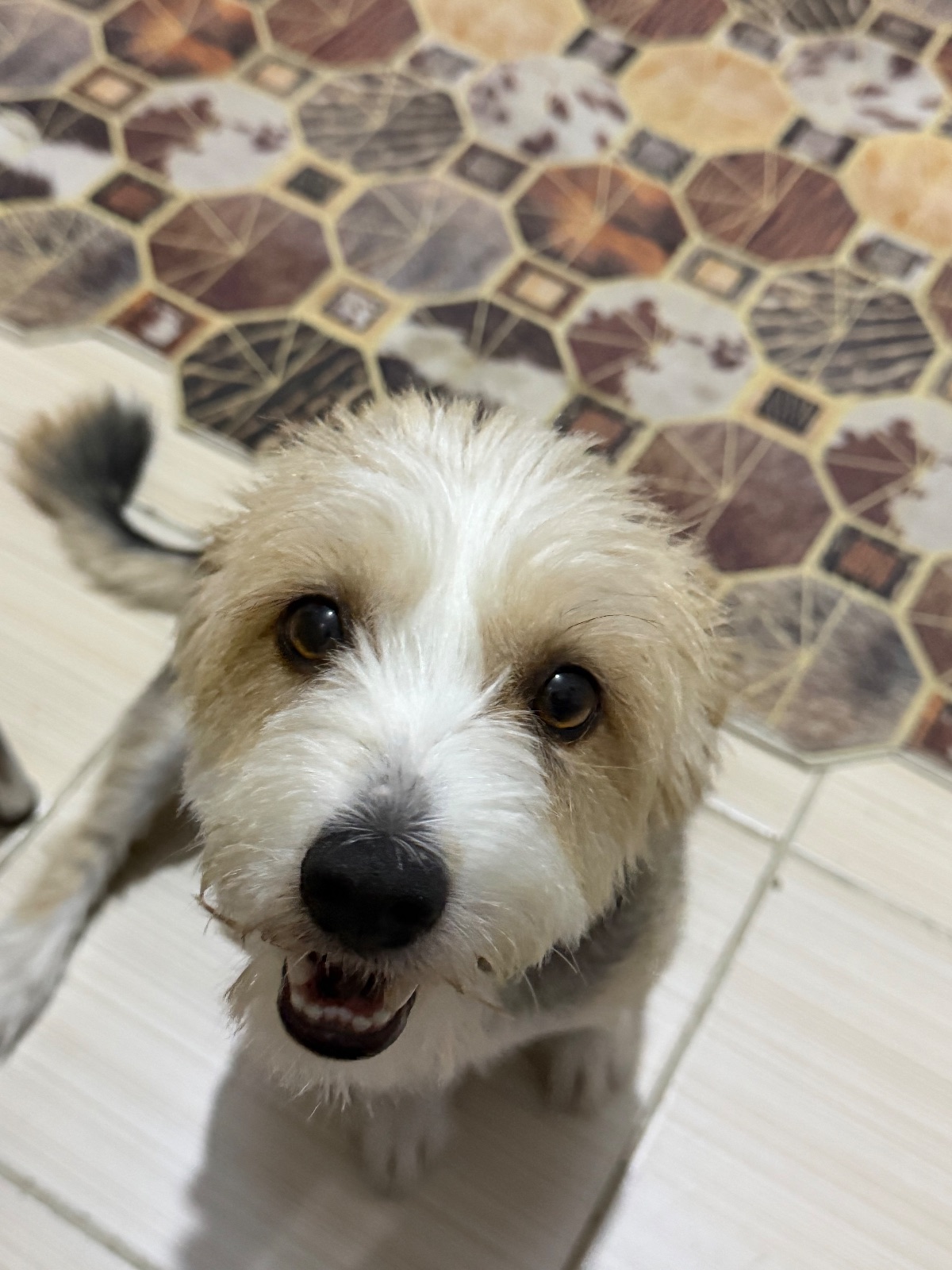 Kayıp Köpek — Meggi (Bornova, İzmir) — 2. fotoğraf